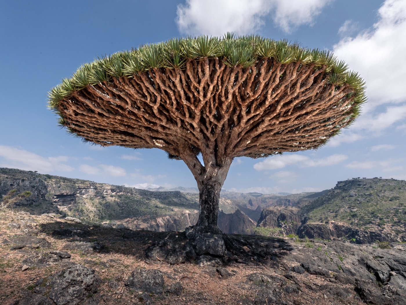 baum