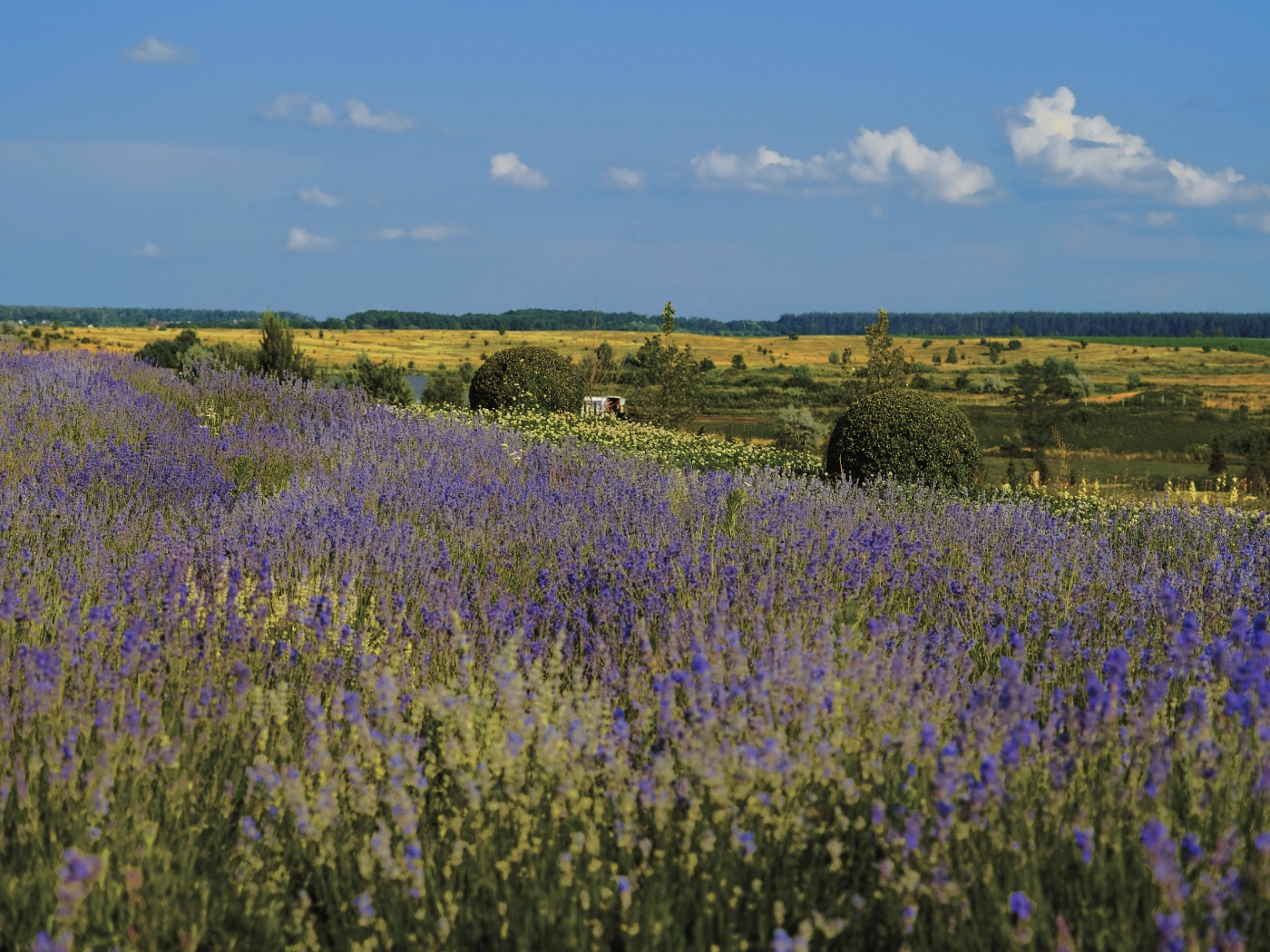 Lavendel Ukraine