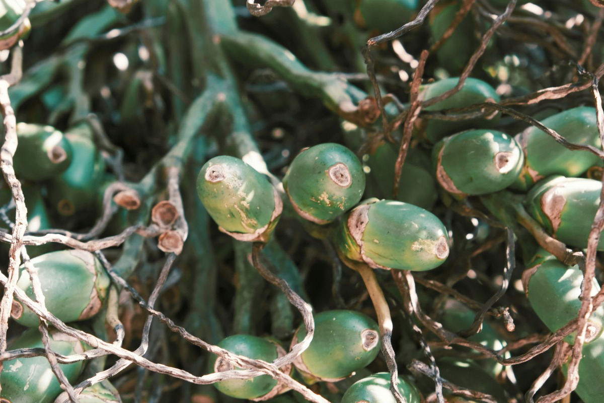 Betelnut