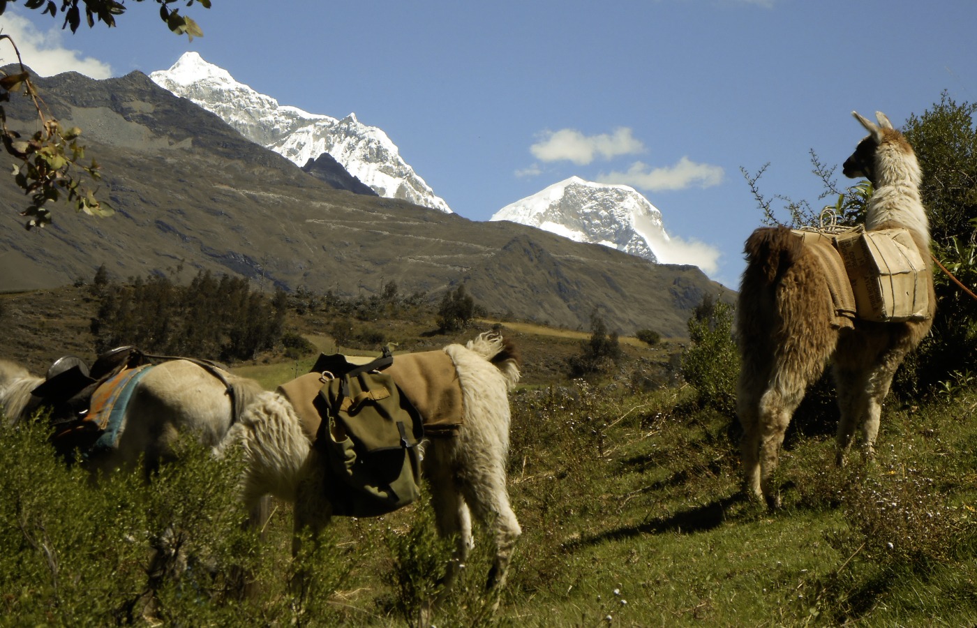 Lamas mit Bibeln in Peru