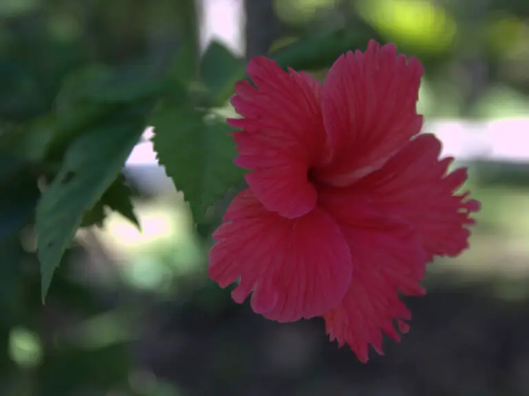 Blume Salomonen