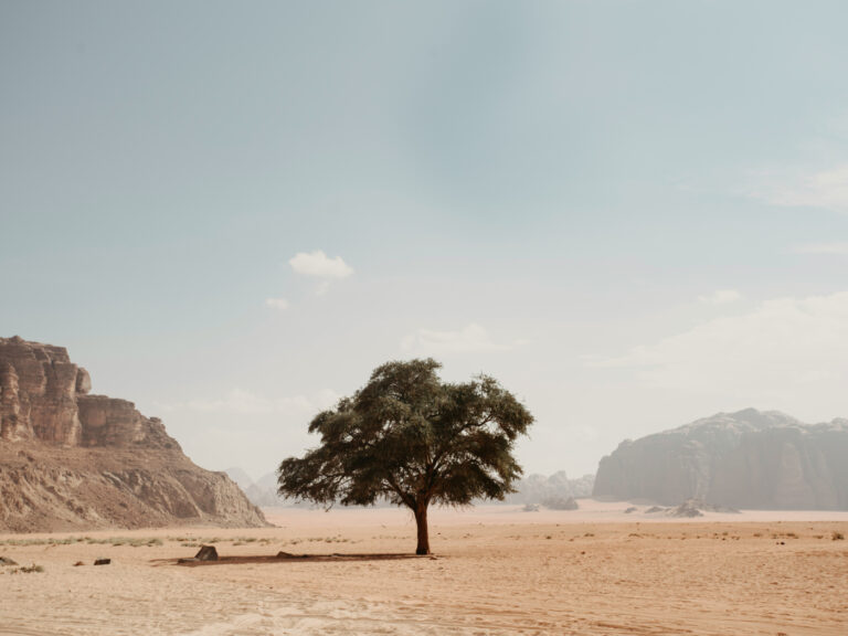 Baum in der Wueste