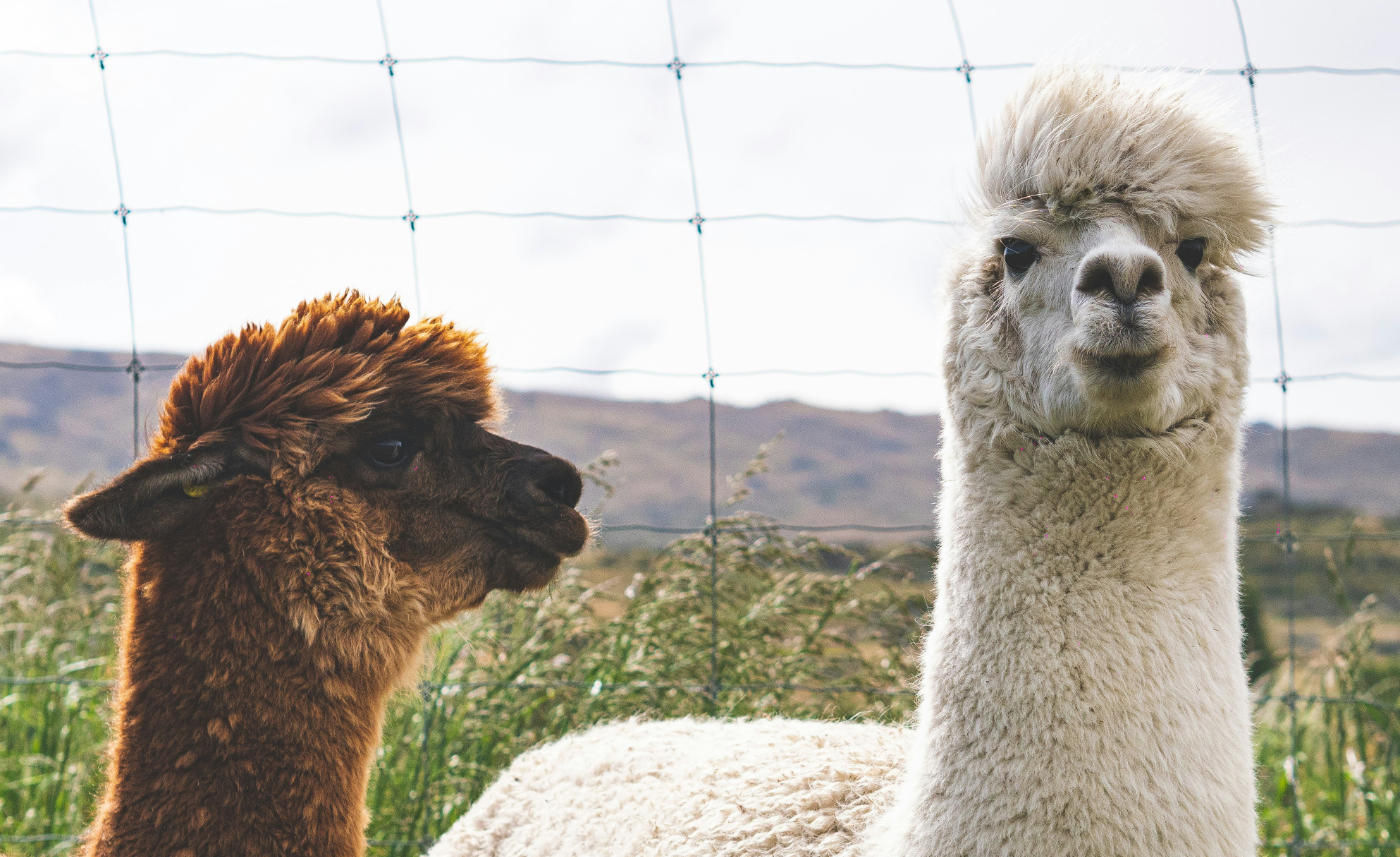 Zwei Lamas