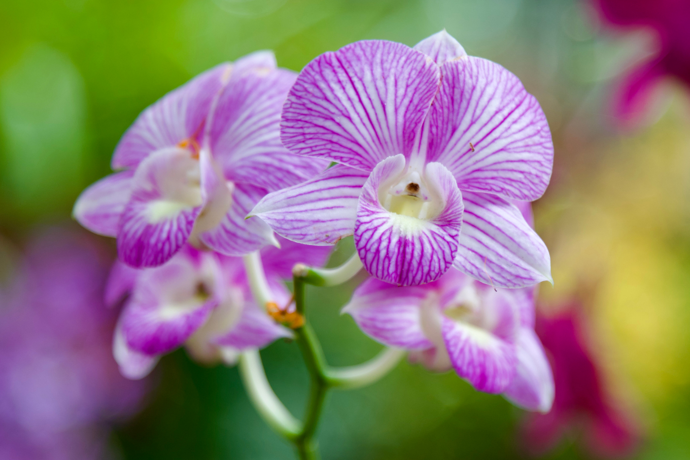 Orchidee